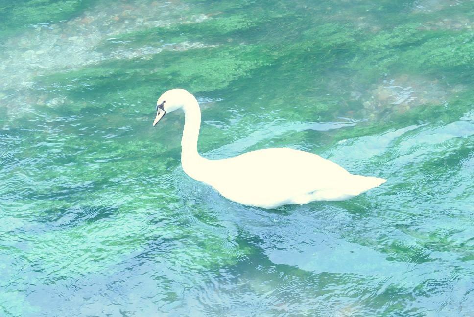Cigni e passeri da Treviso